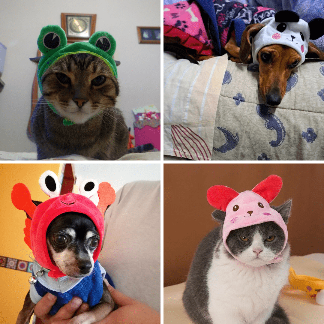 Chapeau en forme d'animal pour chat
