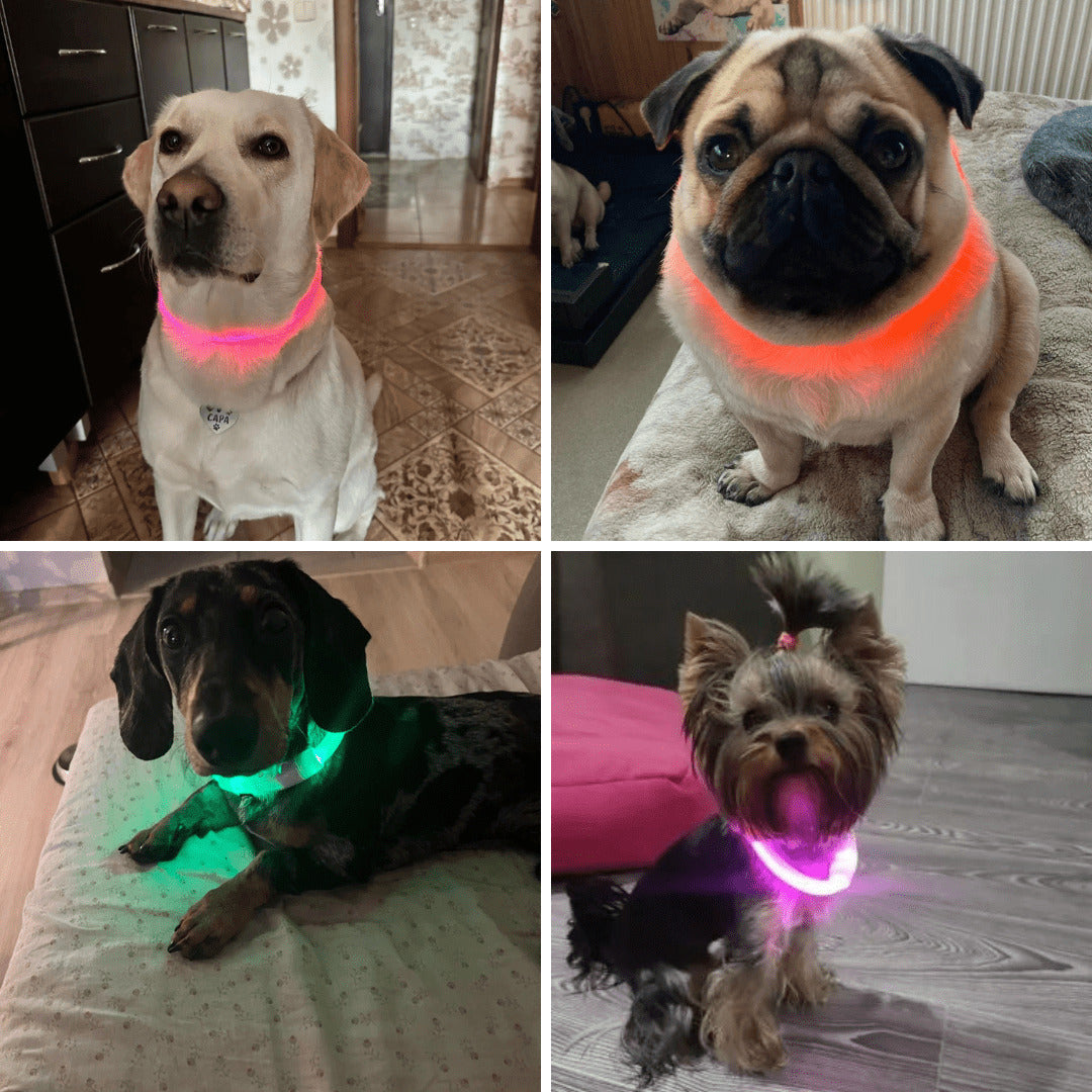 Collier à LED pour chien