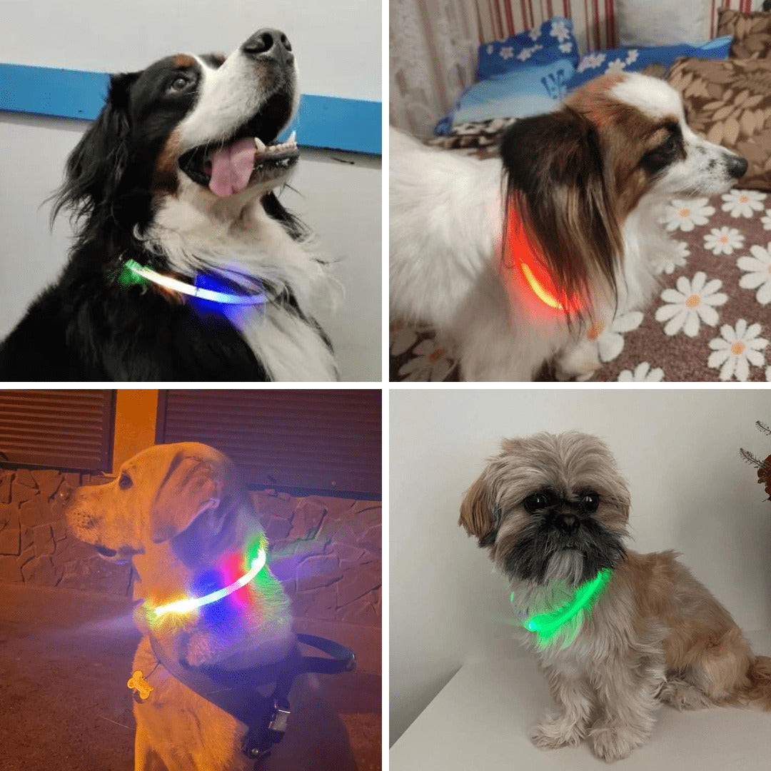 Collier à LED pour chien