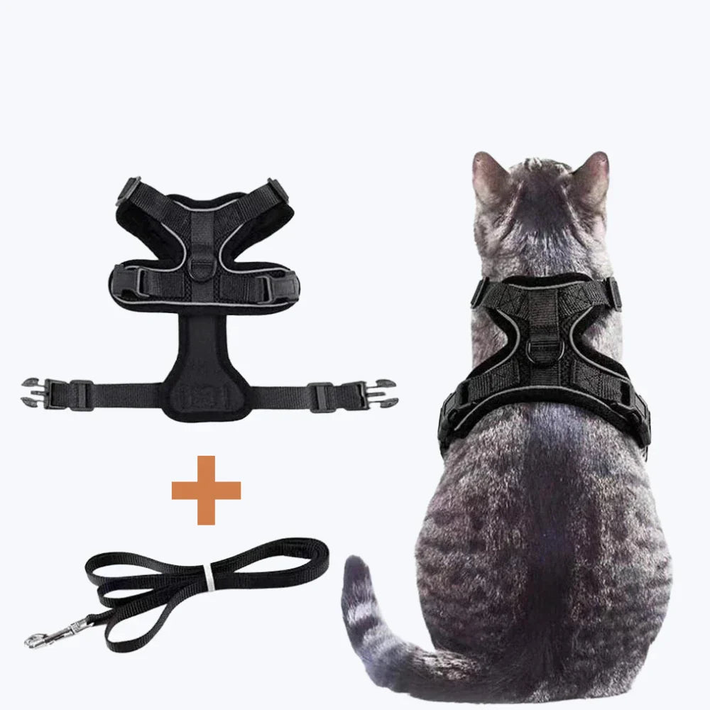 Harnais chat anti-fugue