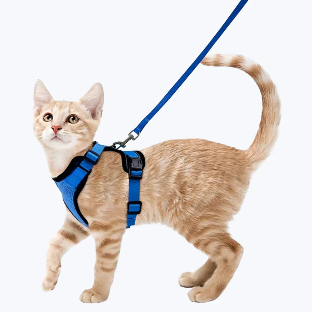Harnais chat anti-fugue