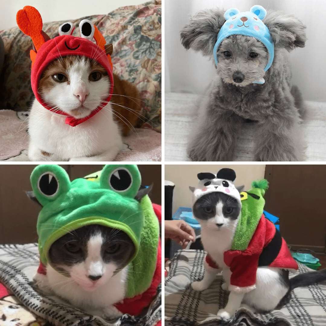 Chapeau en forme d'animal pour chat