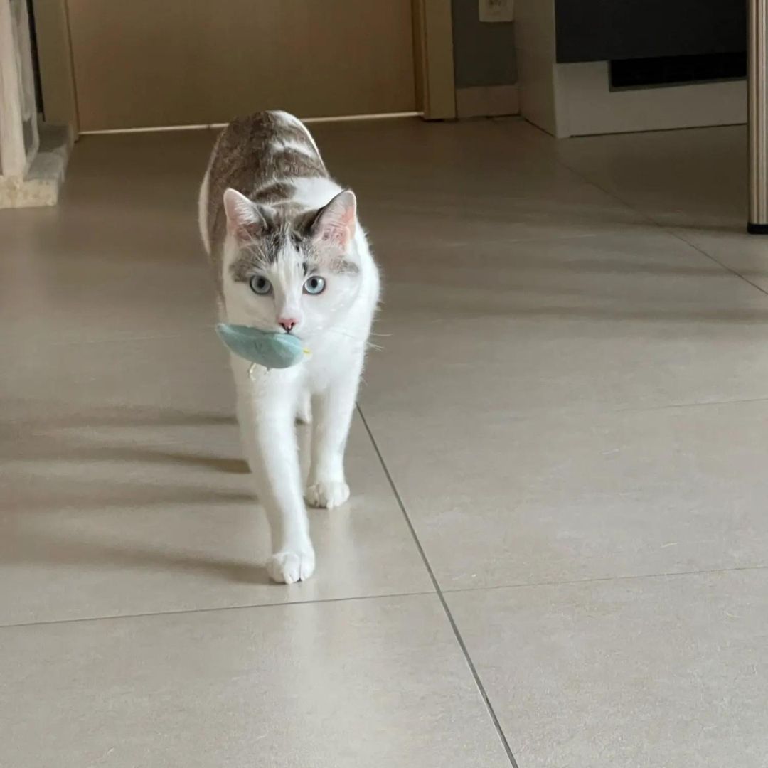 Mini peluches pour chat