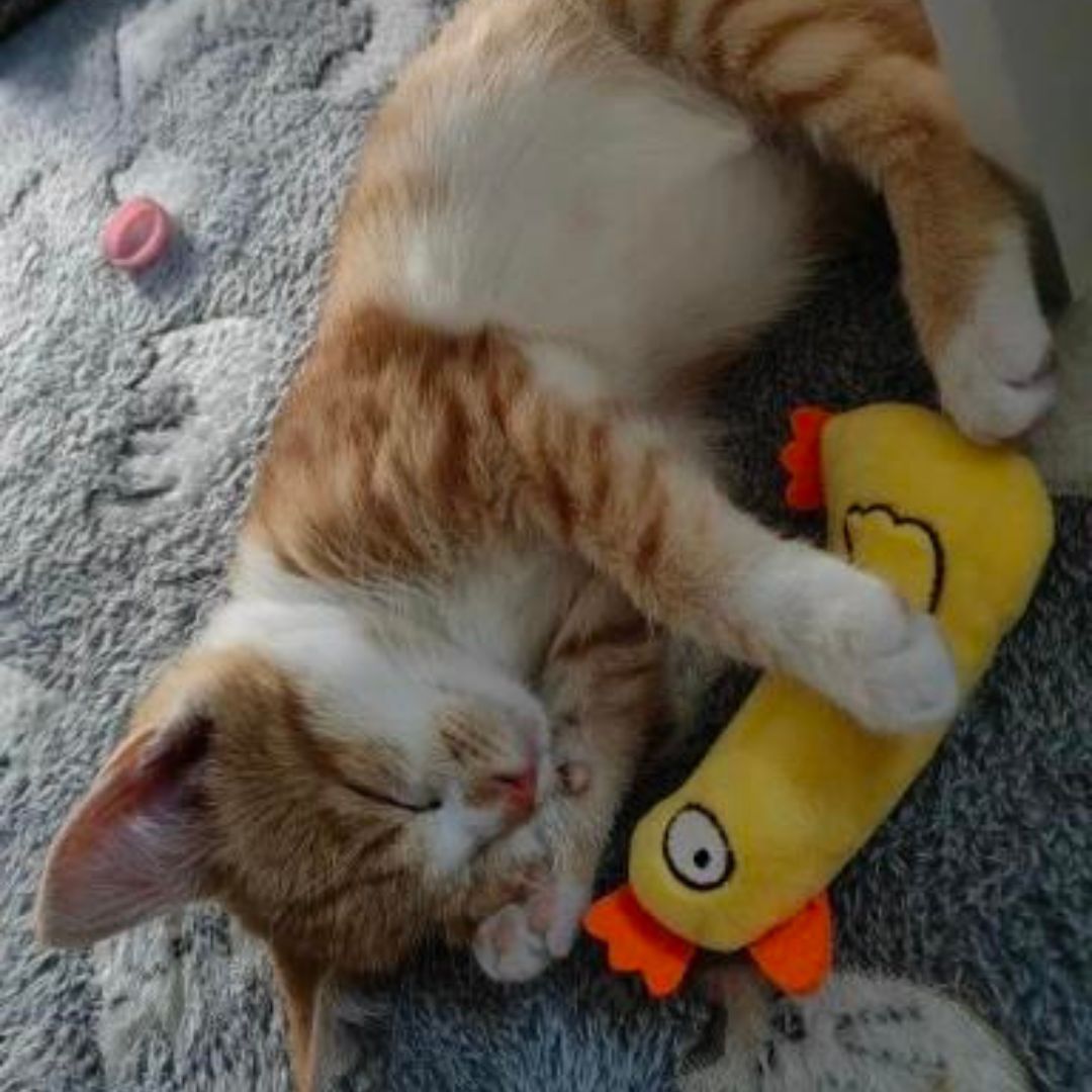 Mini peluches pour chat