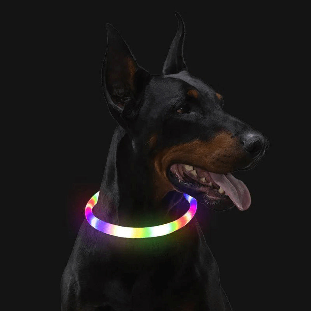Collier à LED pour chien