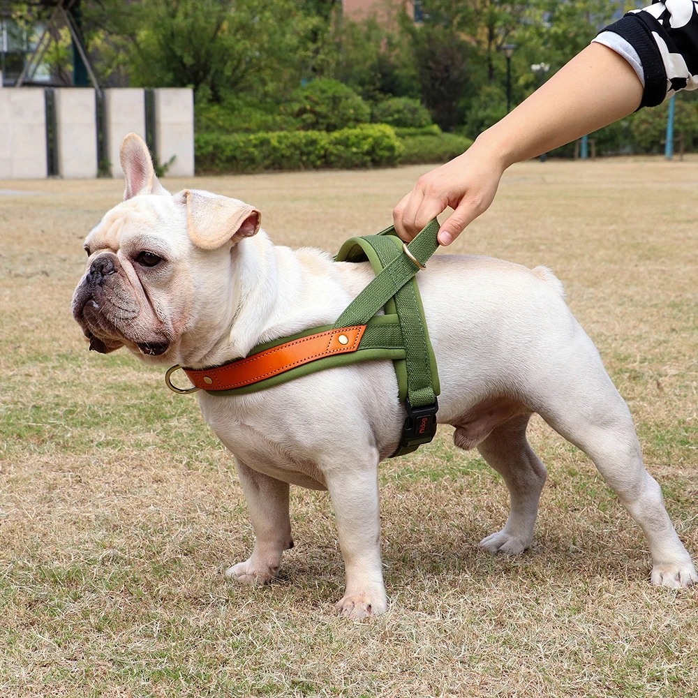 Harnais en T pour chien
