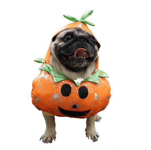 Déguisement pour chat et chien - Citrouille