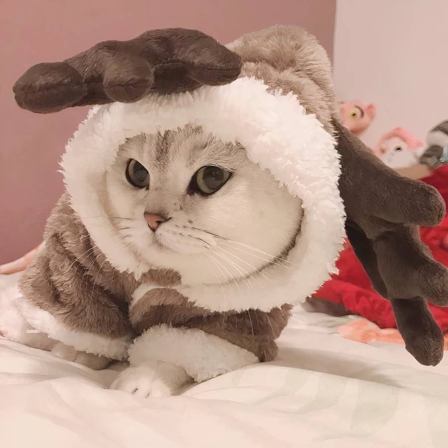 Costume en polaire pour chat