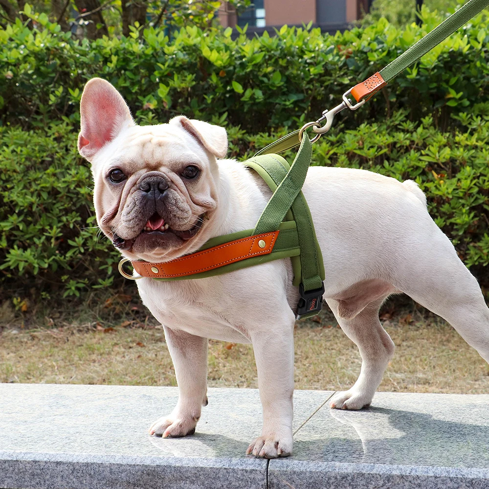 Harnais en T pour chien
