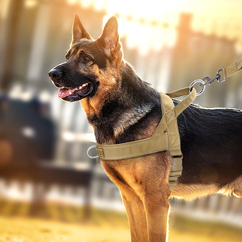 Harnais en T pour chien