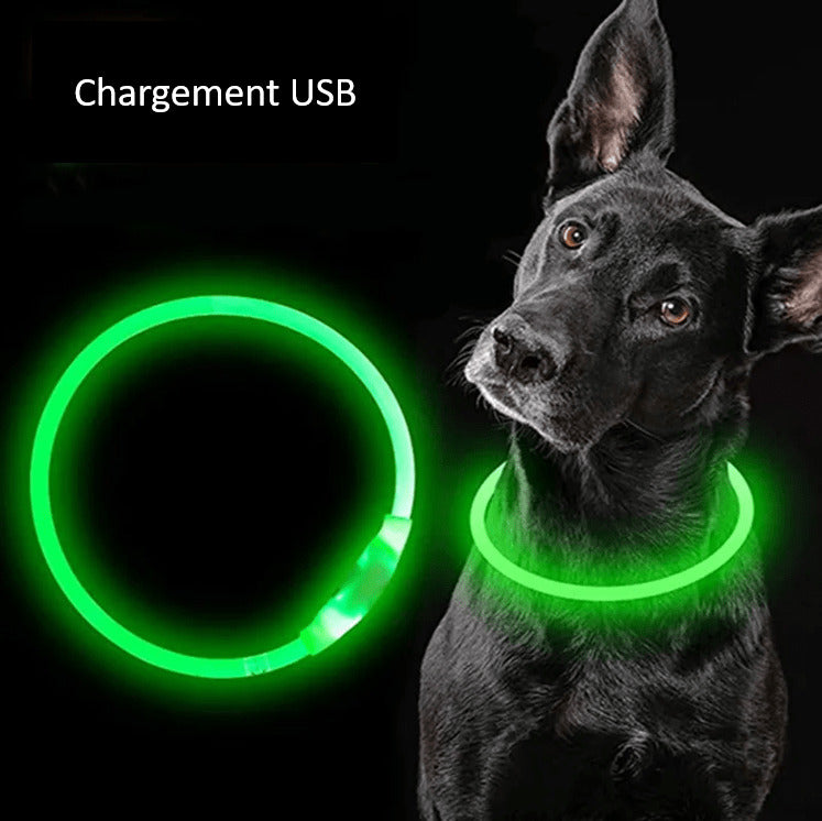 Collier à LED pour chien