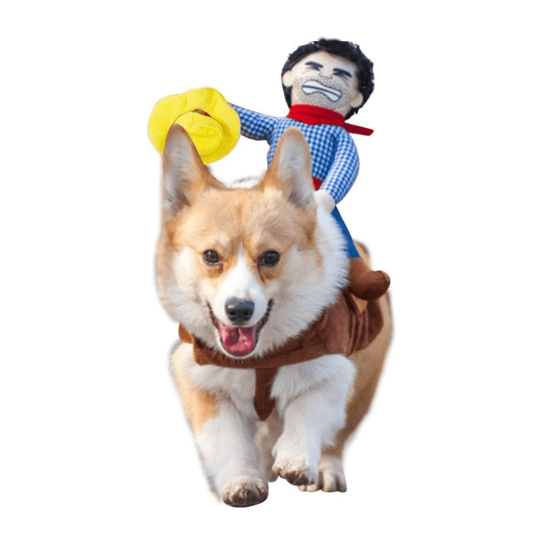Déguisement pour chat et chien - Rodéo