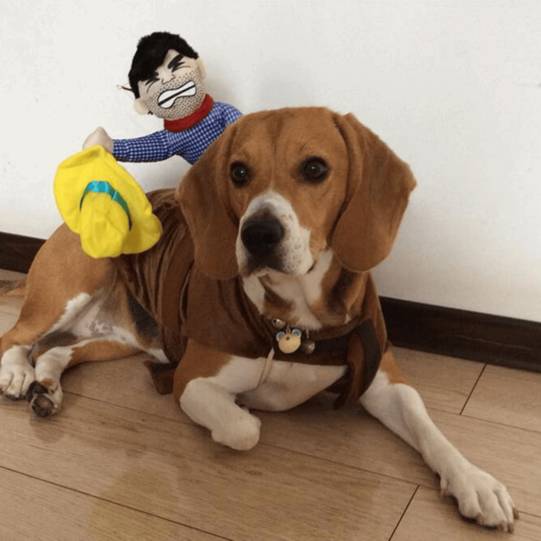 Déguisement pour chat et chien - Rodéo