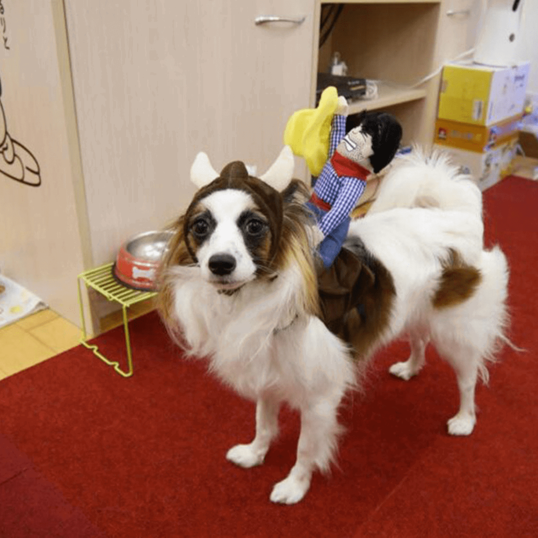 Déguisement pour chat et chien - Rodéo