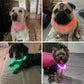 Collier à LED pour chien