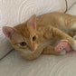 Mini peluches pour chat