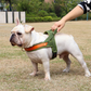 Harnais en T pour chien