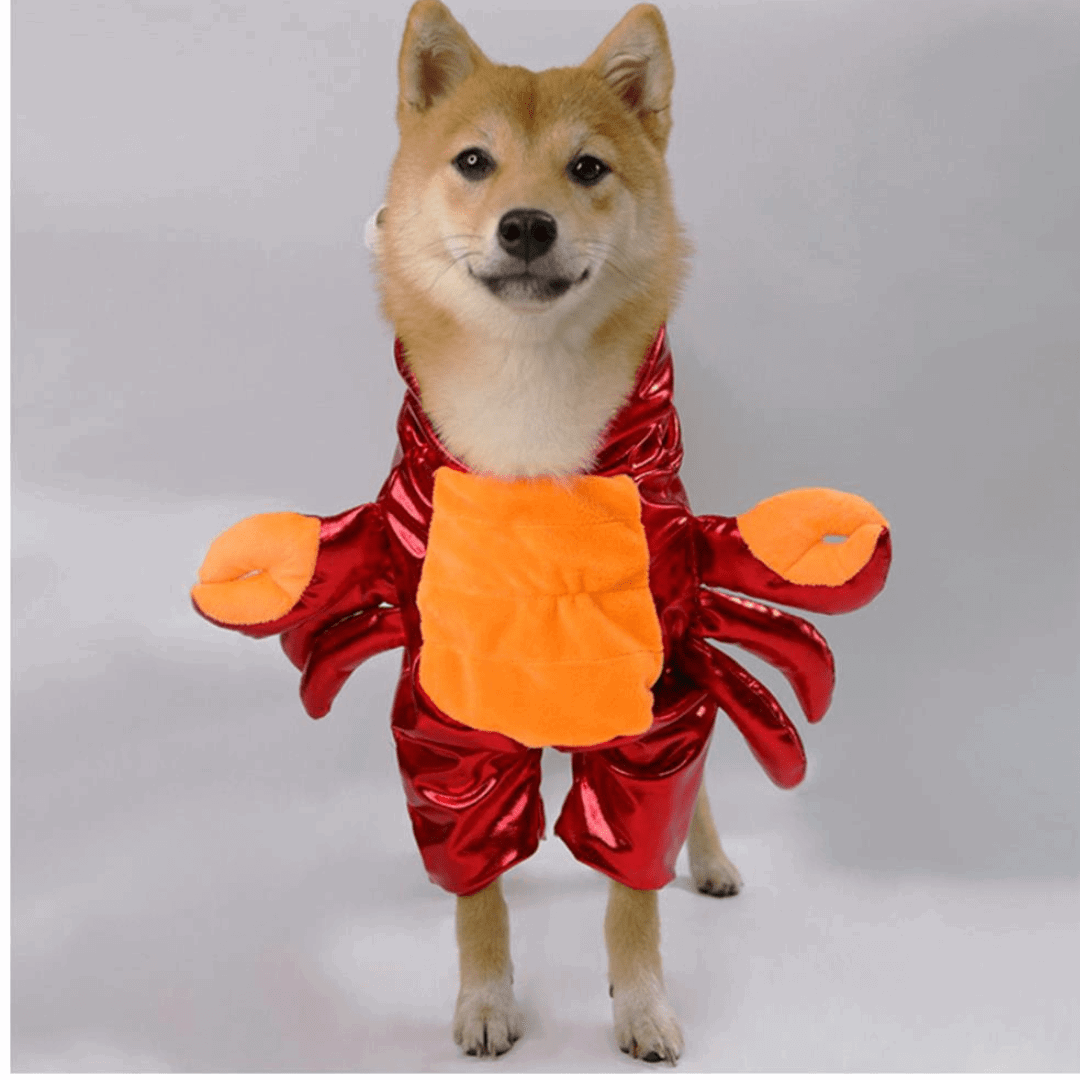 Déguisement pour chat et chien - Crabe